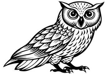 owl--on-a-white-background vector illustration 