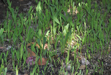Latino boy shelling corn to plant in the field