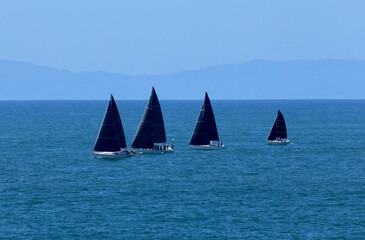 group of sailboats on a windy day