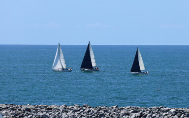 Fototapeta premium group of sailboats on a windy day