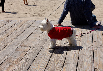 cute little white terrier with a red sweater