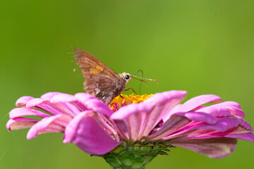 Argentinian jumping butterfly on a purple zinnia flower