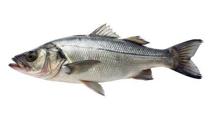 Obraz premium Fresh sea bass fish on white plate isolated on transparent background