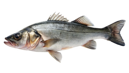 Fresh sea bass fish on white plate isolated on transparent background
