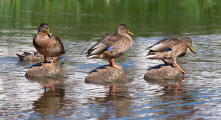 Three wild mallards are sitting on three stones next to each other in the flowing water. It is...