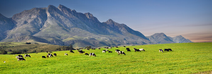 The landscape of a dairy farm, photographed in South Africa.