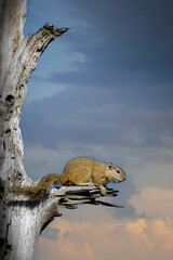 A squirrel on a branch of a dead tree.  Kruger National Park, South Africa.