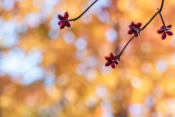 Poster 秋の公園の風景 © MTBS PHOTO