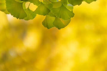 Obraz premium 秋の公園の風景