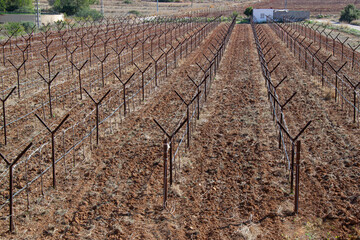 Lines of wine vines grown on iron trellises in Spain