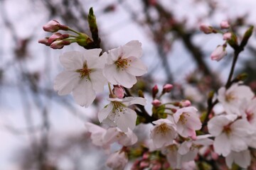 風情ある桜の花　穏やかな春の日