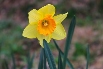 穏やかに咲くスイセンの花　春の境内