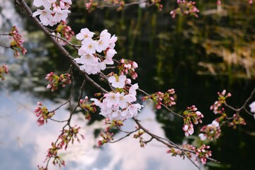 風情ある桜の花　穏やかな春の日