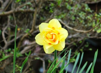 八重の水栓　境内に咲く