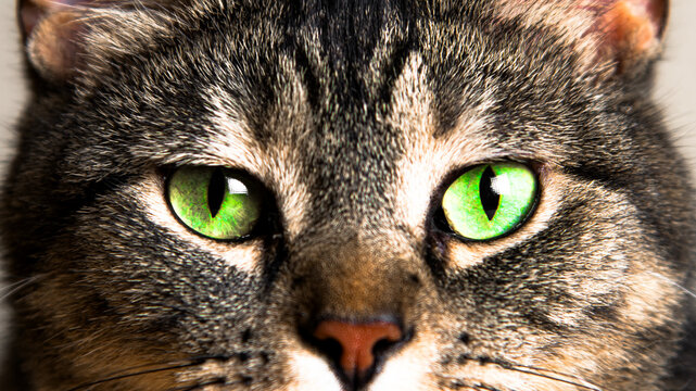 Cat's green eyes close-up.