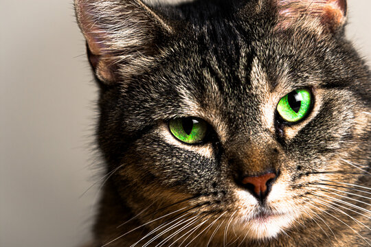 Cat's green eyes close-up.