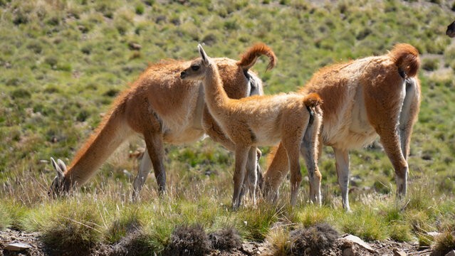 Guanacos Uspallata Mendoza Argentina
