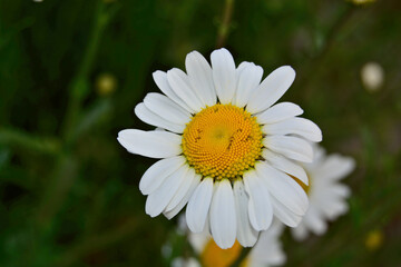 Close up vibrant Daisy