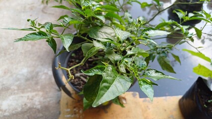 Chilli trees bearing fruit in polybags or pots