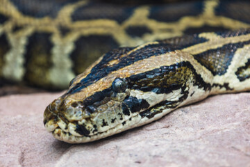 close up of a python