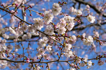blooming tree