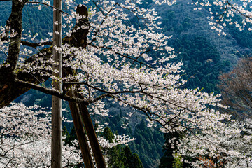 天然記念物根尾谷の淡墨桜