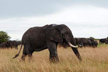 Elephant walking in the savannah in Kenya Africa