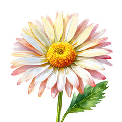 Daisy flower close-up of a single flower, flower in full bloom, illustrating detail, Isolated on White Background, png.