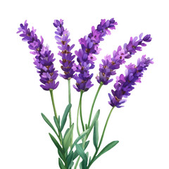 Lavender flower close-up of a single flower, flower in full bloom, illustrating detail, Isolated on White Background, png.