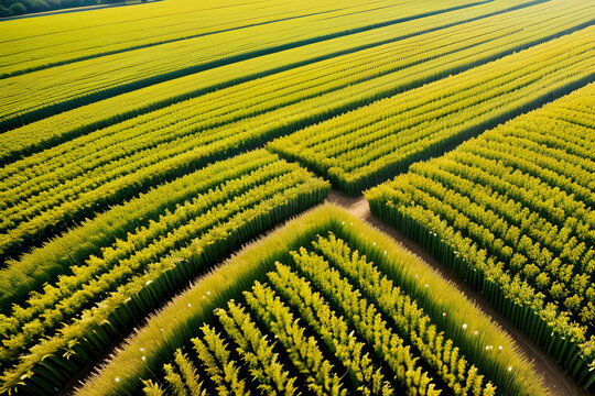 Una imagen desde las alturas de un hermoso campo de maíz, muy vivo