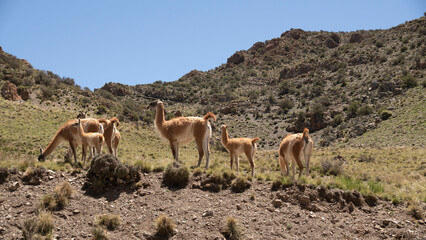 Familia Guanacos Uspallata Mendoza Argentina
