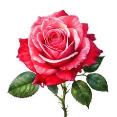 Single red rose close-up of a single flower, flower in full bloom, illustrating detail, Isolated on White Background, png.