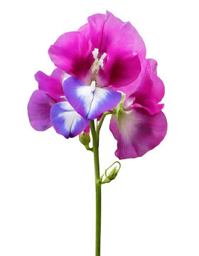 Purple sweet pea flower, close-up of a single flower, flower in full bloom, illustrating detail, Isolated on White Background, png.