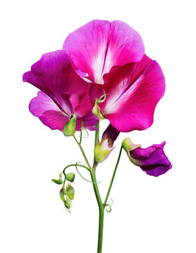 Purple orchid, close-up of a single flower, flower in full bloom, illustrating detail, Isolated on White Background, png.