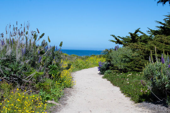 Carmel California Beach 