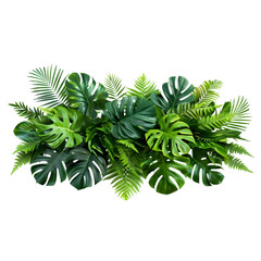 Assorted tropical plant leaves isolated on transparent background. Monstera, palm, rubber plant, pine, and bird's nest fern on white backdrop.