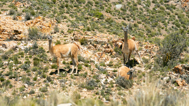 Guanacos Uspallata Mendoza Argentina