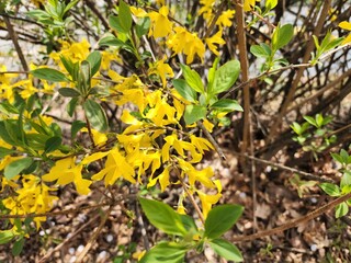yellow flowers in the forest