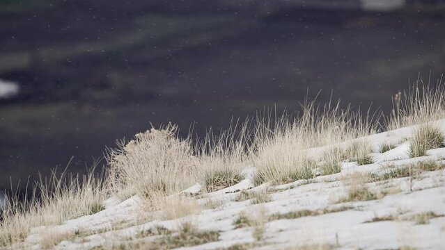 View of grass blowing in slow motion as it snows on West Mountain looking down the hillside in Utah.