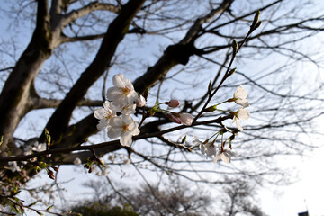 Somei Yoshino cherry blossoms blooming in the morning in Tokyo