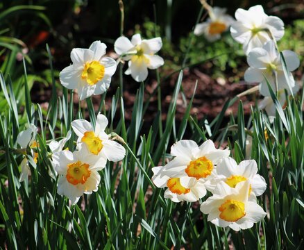 daffodils in spring