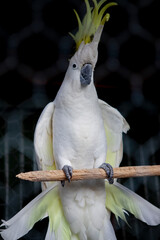 Sulphur-crested cockatoo (Cacatua galerita)