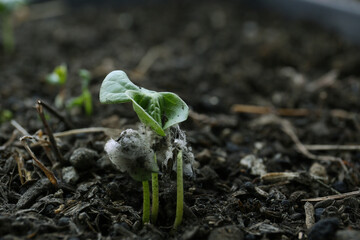 young sprout of cotton plant, ecology planting