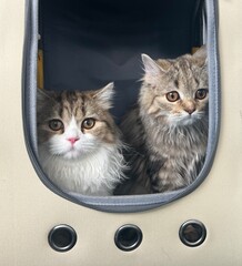 Two kittens sit in the bag and look at the camera.
