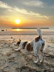 A stray dog lying on the beach with sunset background.