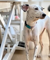 A dalmatian dog looks outside for something.