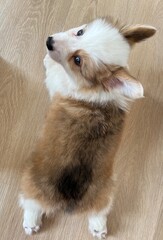 A little Corgi puppy is lying on the floor.