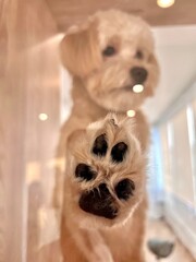 Focus on dog’s paw.