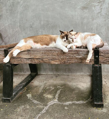 Two cats are relaxing on the bench in the park.