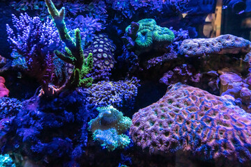 Salt Water Coral Sea Life